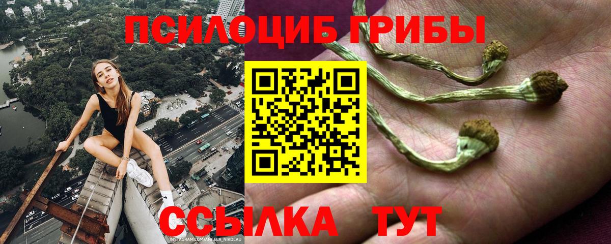 Галлюциногенные грибы Psilocybine cubensis Менделеевск